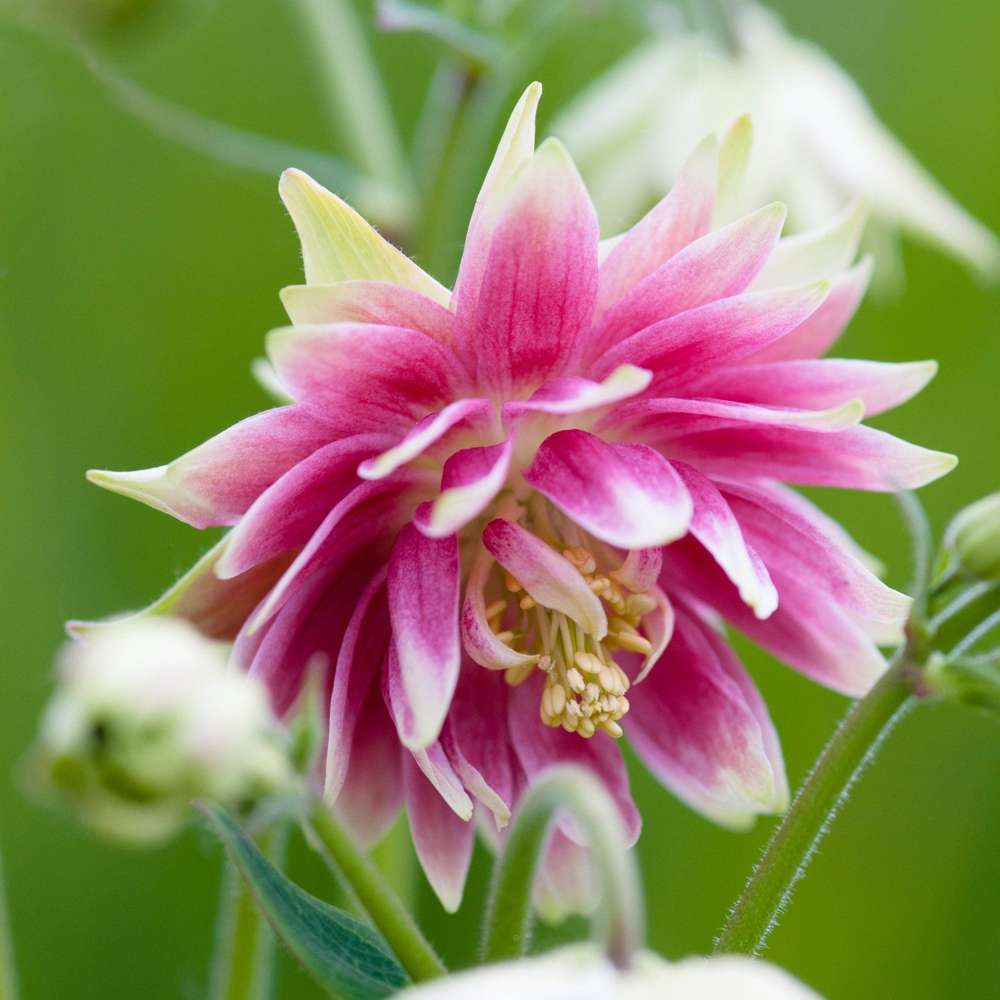 Akeleje 'Nora Barlow'